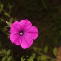 Petunia integrifolia (Hook.) Schinz & Thell.